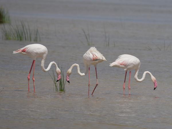 <h3><a href="/trips/tanzania/biota/animalia/chordata/aves/012 phoenicopteriformes/001 phoenicopteridae/phoenicopterus roseus/phoenicopterus roseus-nl.html">Phoenicopterus&nbsp;roseus</a> / Greater&nbsp;flamingo / Flamingo</h3>OM-1 Mark II met OLYMPUS M.150-400mm F4.5 TC, 1/2000 sec  bij F5.6, ISO 200, afstand 79.0&nbsp;m